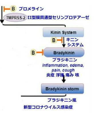 画像に alt 属性が指定されていません。ファイル名: %E3%82%B3%E3%83%AD%E3%83%8A%E5%9B%B3%E3%80%81%E3%83%96%E3%83%A9%E3%82%B8%E3%82%AD%E3%83%8B%E3%83%B3%E9%83%A8%E5%88%86-e1716034556697.jpg